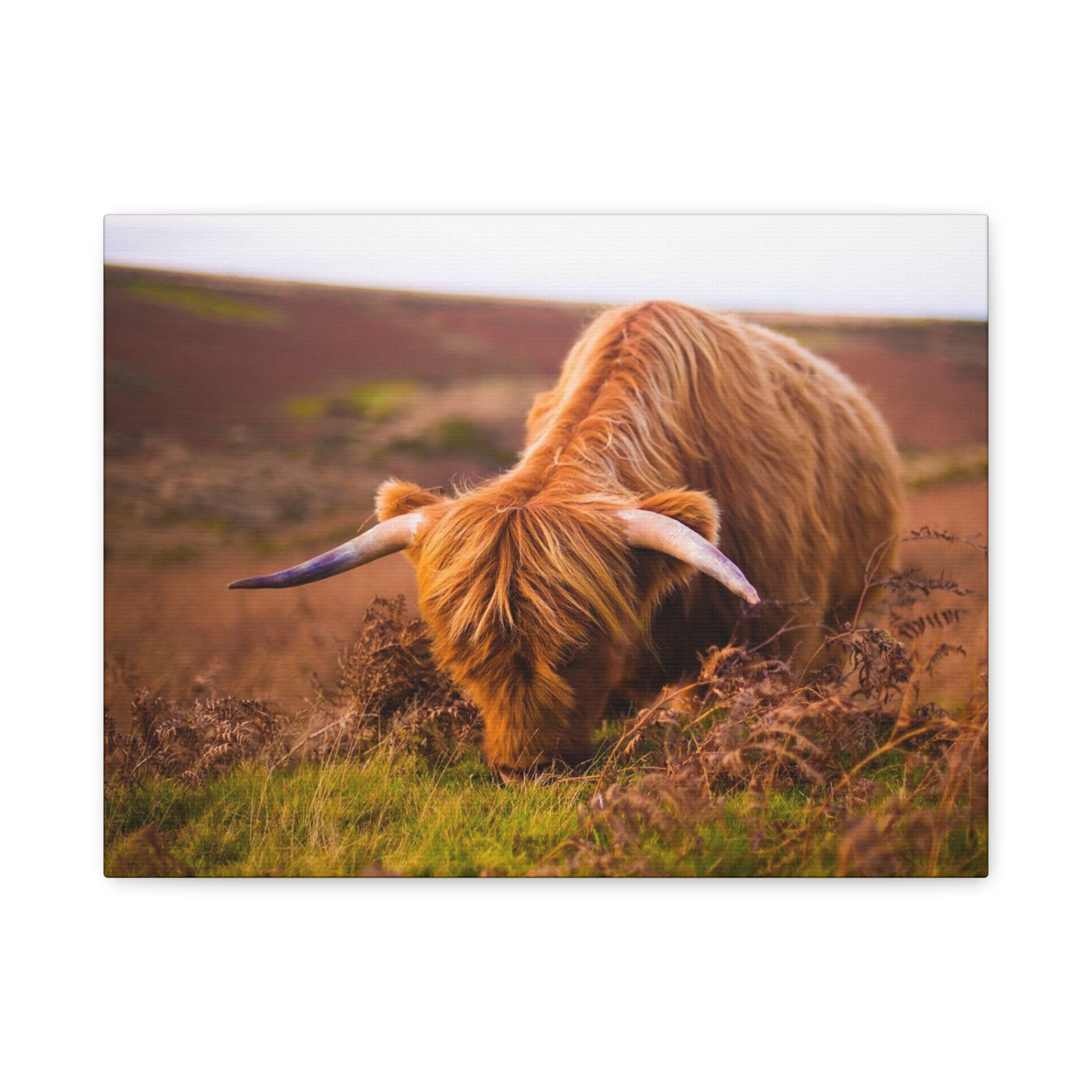 Highland Cow Canvas