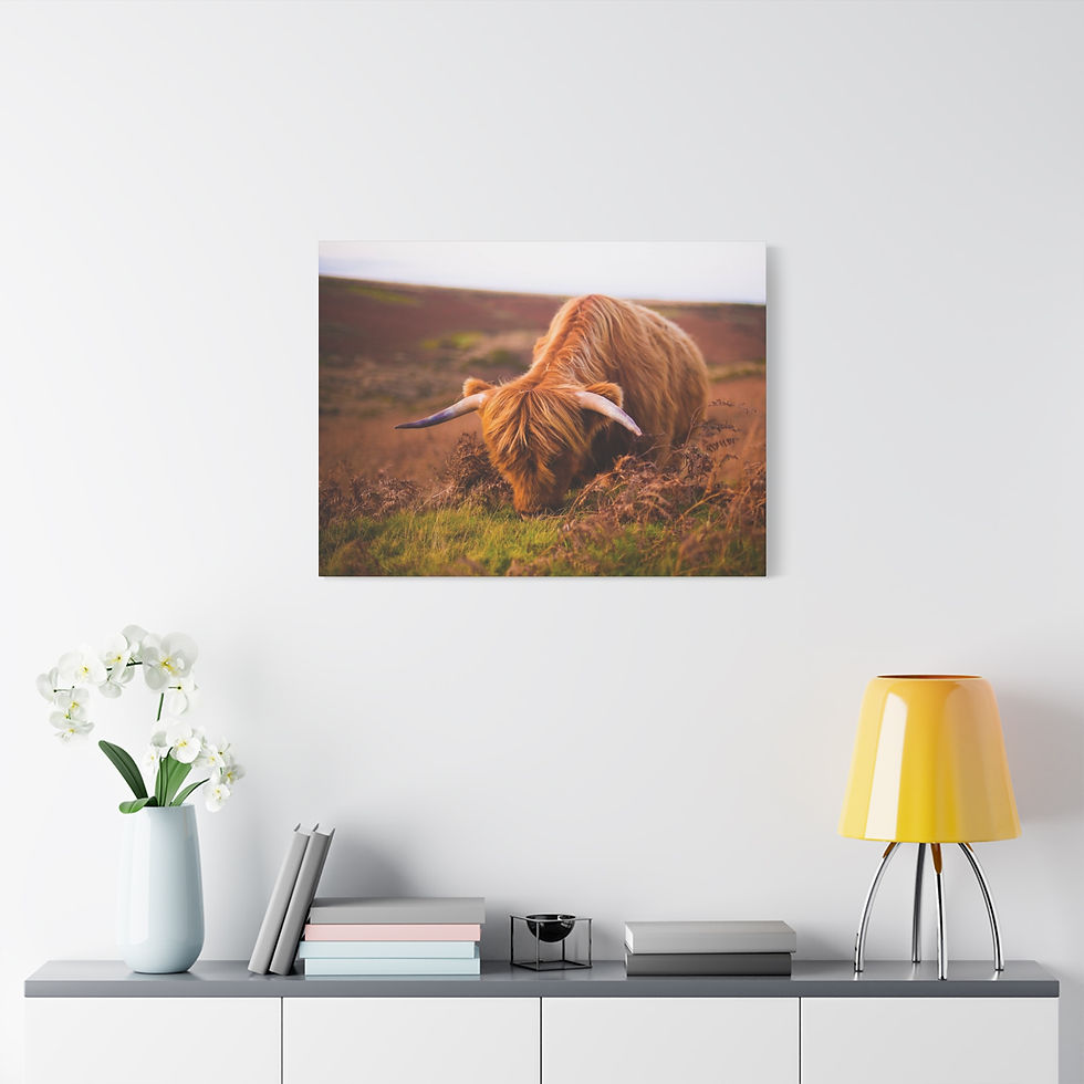 Thumbnail: Highland Cow Canvas 