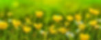 arrière-plan-fleurs-jaunes-boutons-d-or-images-photos-gratuites-libres-de-droits_edited.jp