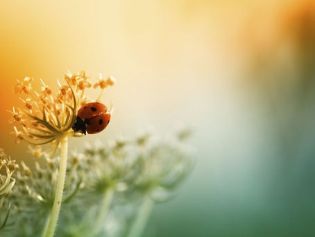Resilience In The Face Of Isolation: Unity, Humility & Kindness