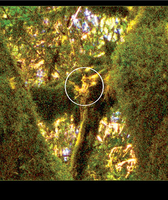 Eirlyn the tree elf surrounded by many layers of faeries in golden light form.