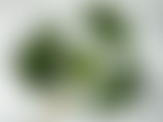 Dairy-Free Kale Pesto