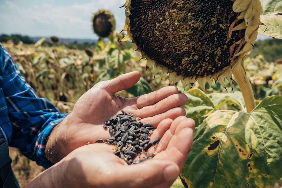 Seed Ventures