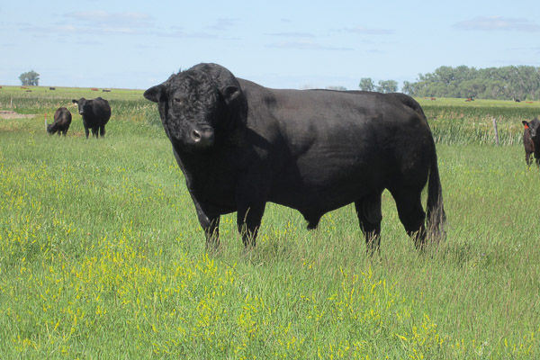 Herd Sires | Effertz Key Ranch