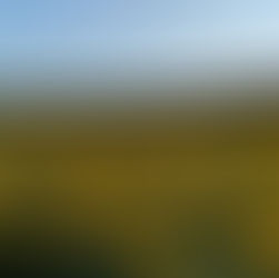 Creating the Ultimate Dove Hunting experience with Dove Destroyer