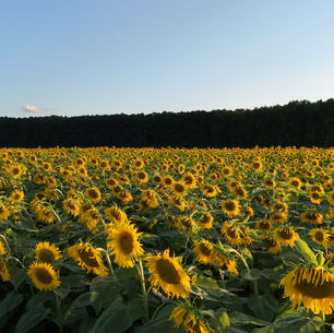 Creating the Ultimate Dove Hunting experience with Dove Destroyer