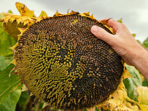 What Makes a Sunflower Seed ‘High-Quality’?