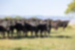 Black Summit Cattle Company
