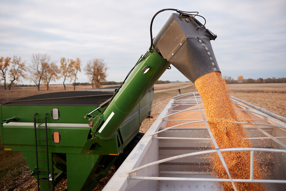 Corn loading out of auger into trailer
