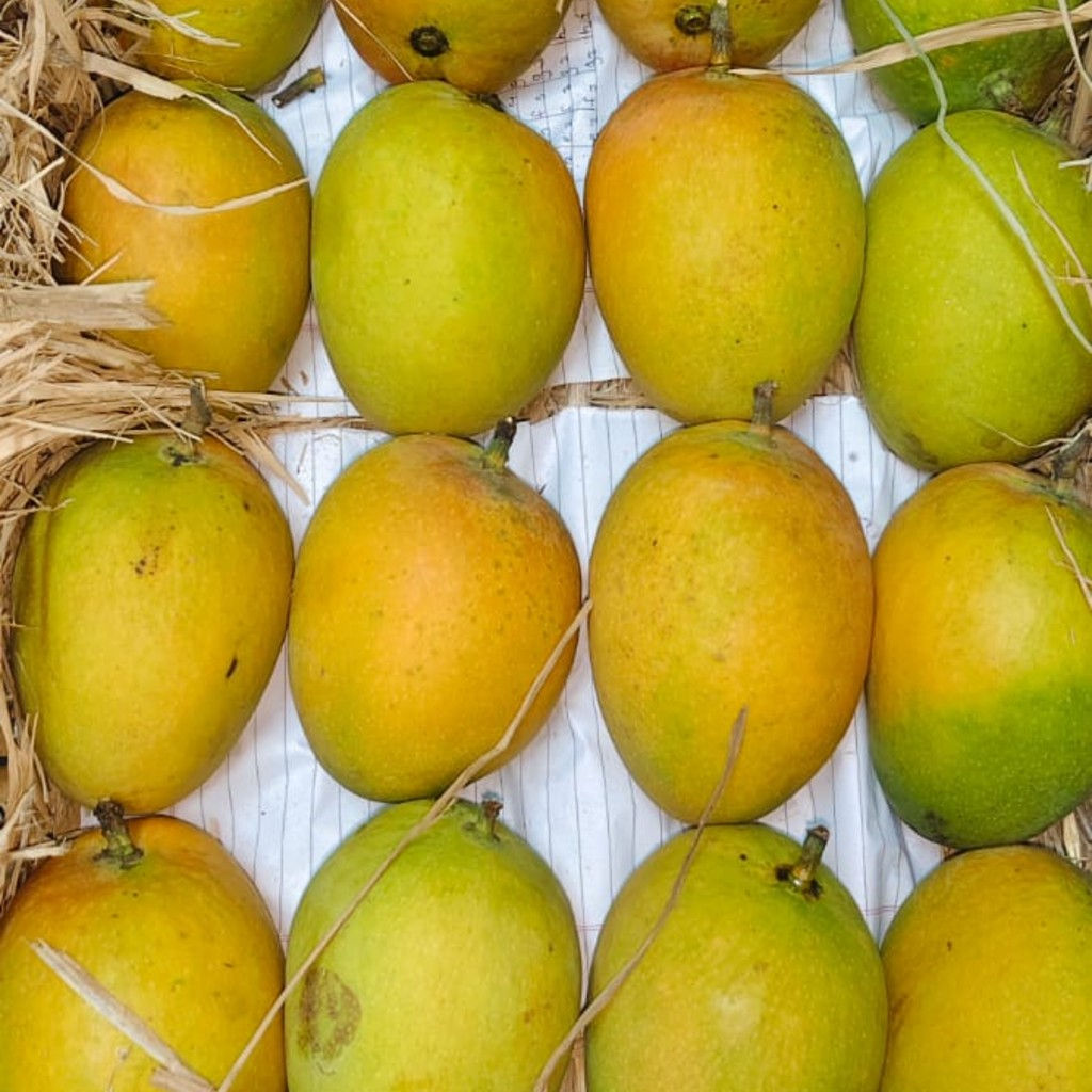 Devgad Alphonso Mango