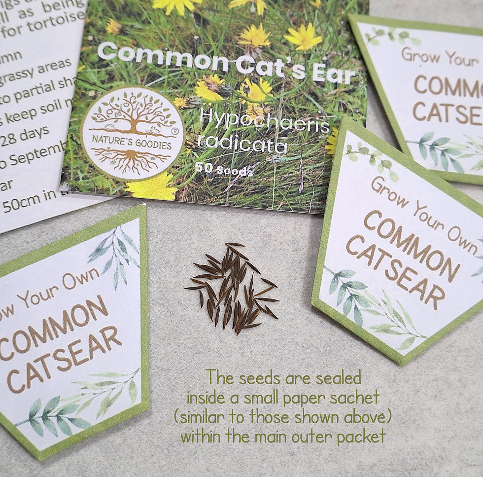 Thumbnail: Grow Your Own Common Cat's Ear Pack of 50 Seeds