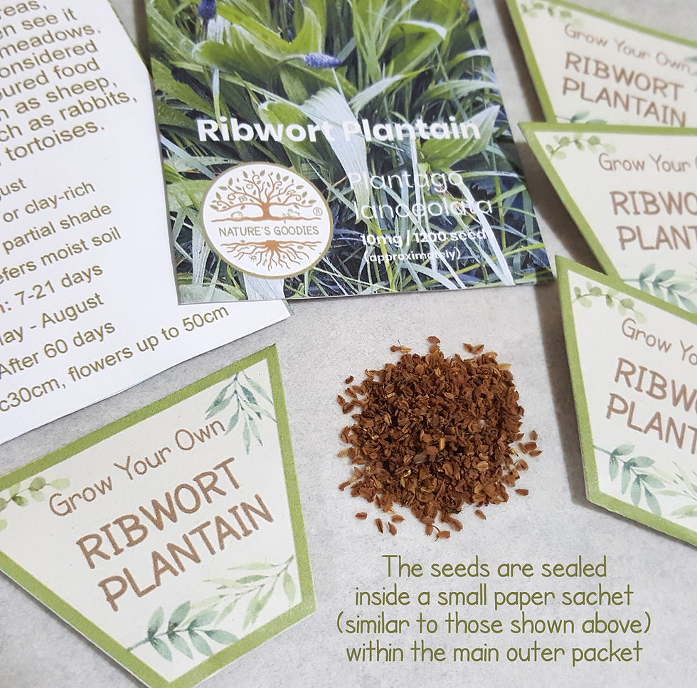 Thumbnail: Grow our own pet food - Ribwort Plantain Organic Seeds from Nature's Goodies