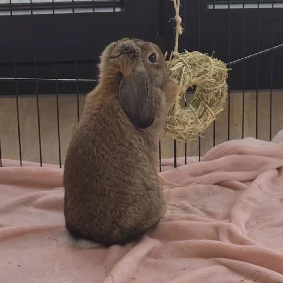 Thumbnail: Rabbits love their Nature's Goodies Hay Ring Doughnuts