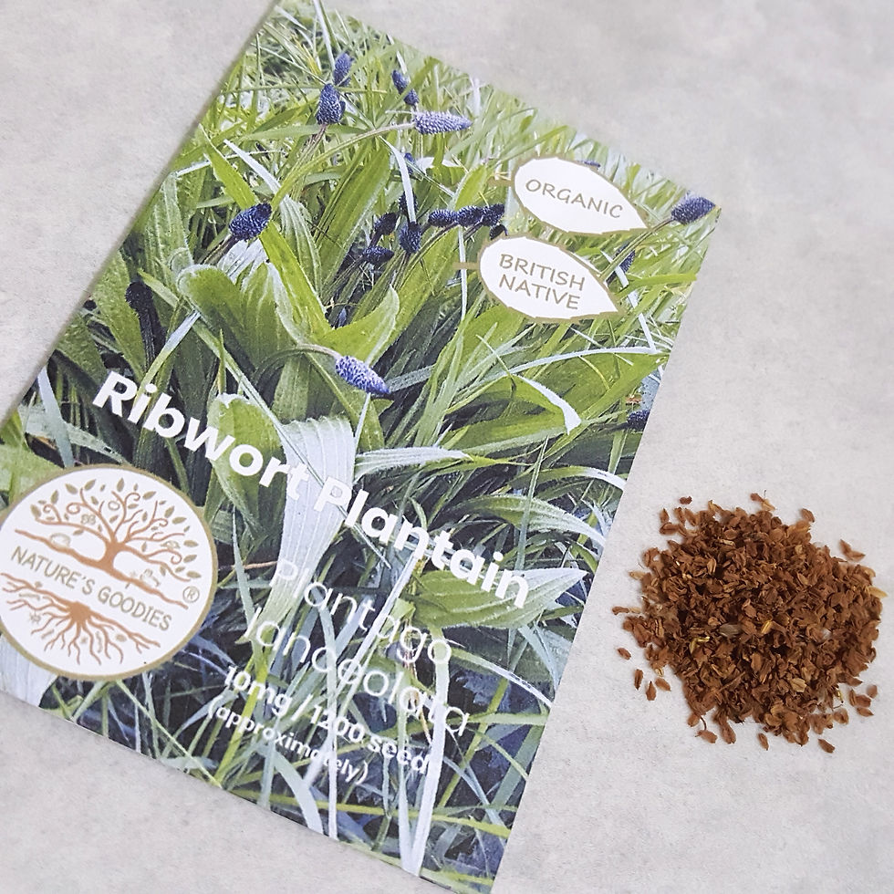 Thumbnail: Grow our own pet food - Ribwort Plantain Organic Seeds from Nature's Goodies
