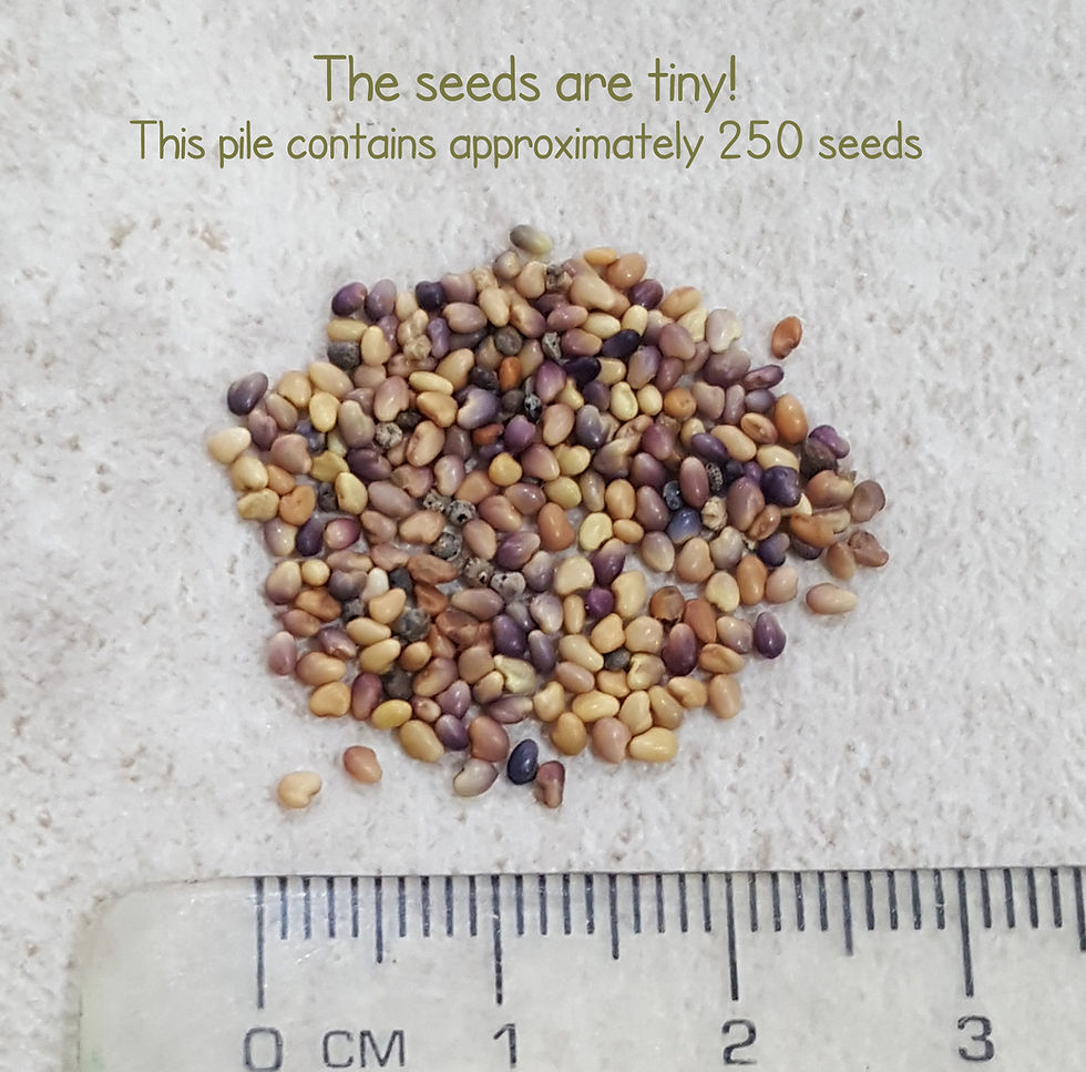 Thumbnail: Grow Your Own Red Clover Pack of 0.5g Seeds