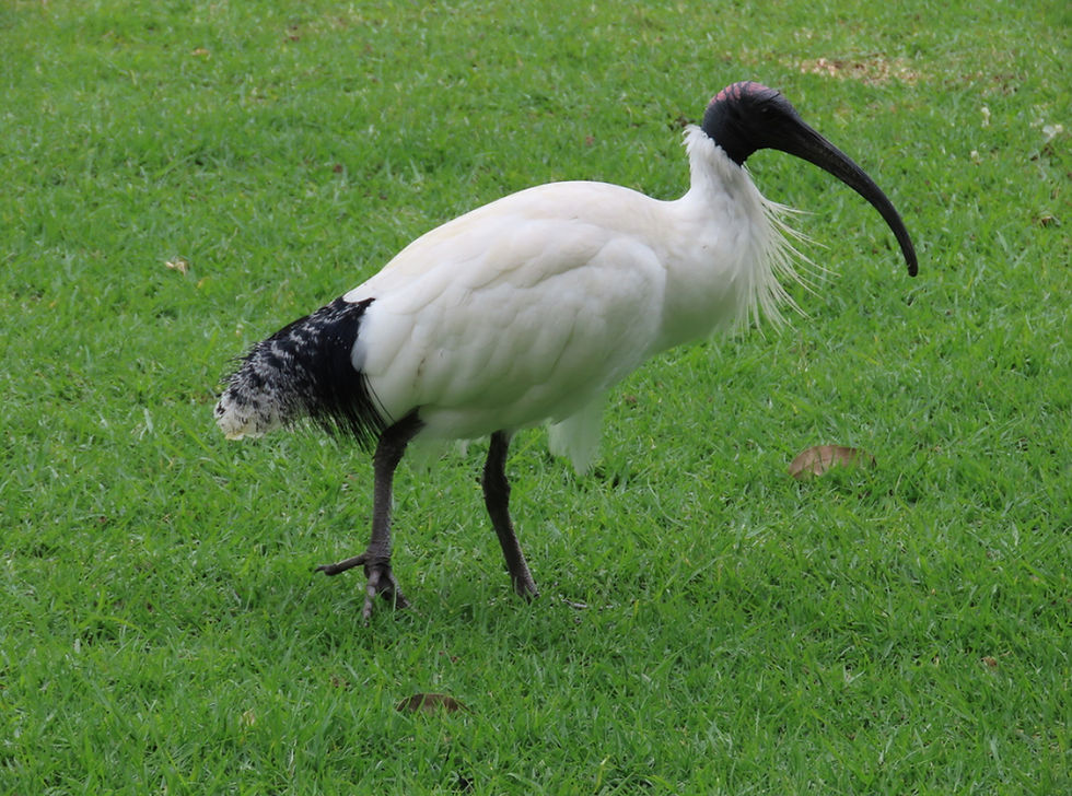 Australian Ibis (Threskiornis molucca). Image credit: ian_mcallan, 9 May 2023, iNat.
