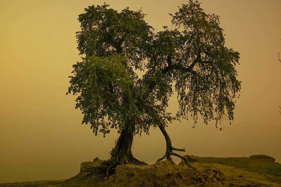 Tree by the river at night.