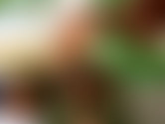 Formation of Shamwari International