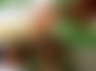 Formation of Shamwari International