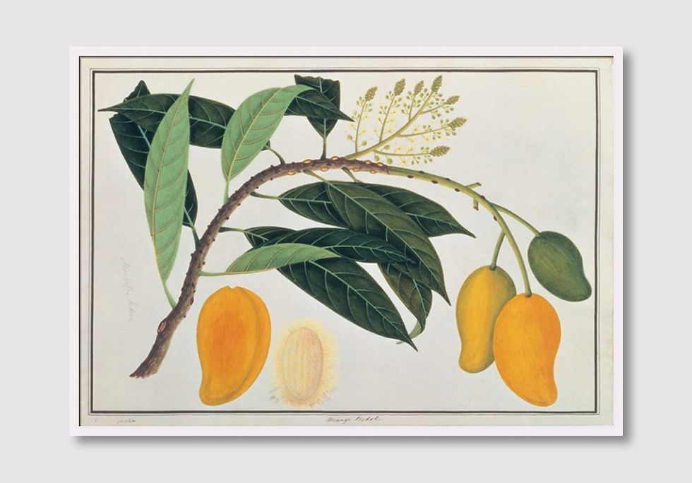 ภาพขนาดย่อ: Mango (E)