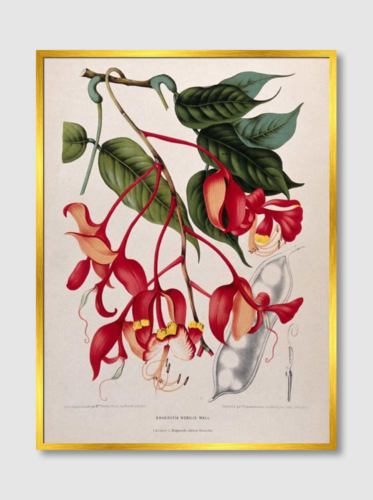 Thumbnail: Orchid tree, Pride of Burma (E)