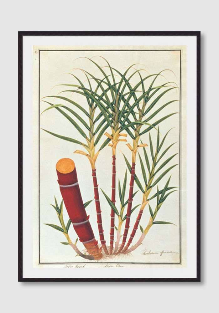 Thumbnail: Sugar Cane (D)