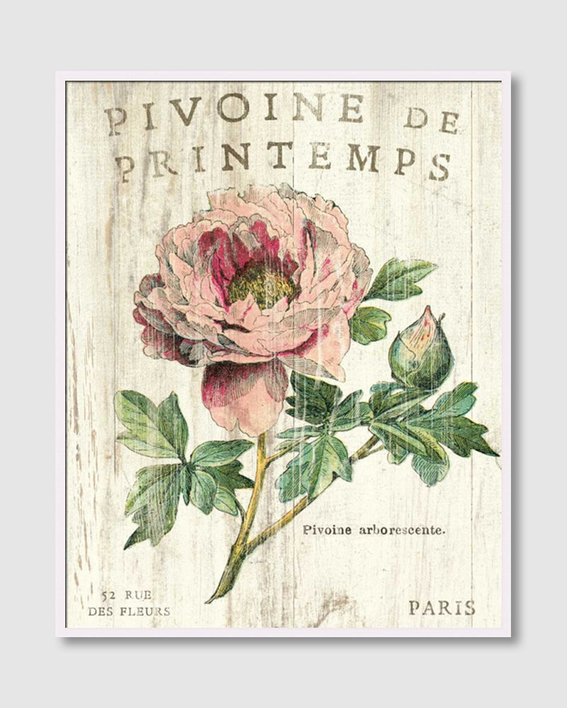 Thumbnail: Pivoine de Printemps (F)