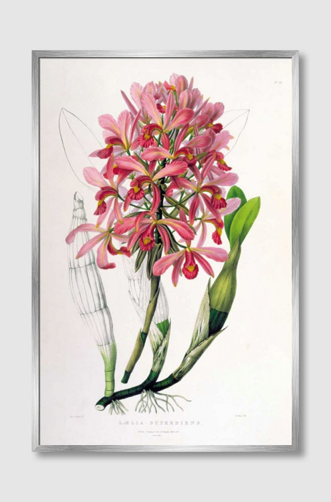 ภาพขนาดย่อ: Orchid, Laelia Superbiens (D)