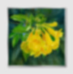 ภาพขนาดย่อ: Beauty of Nature No.114 (A)