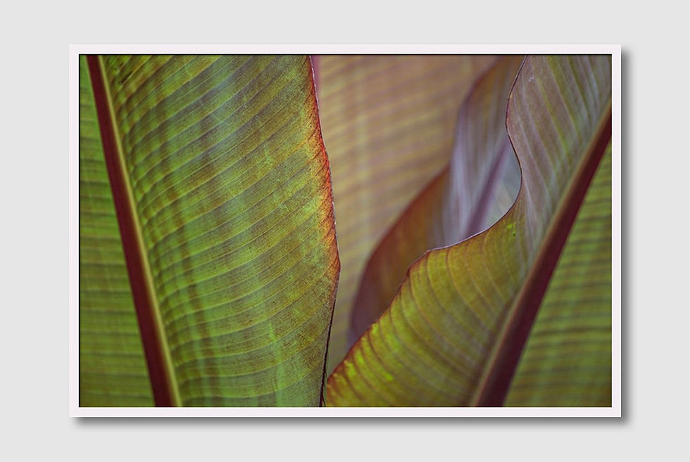 ภาพขนาดย่อ: Banana Palm (D)