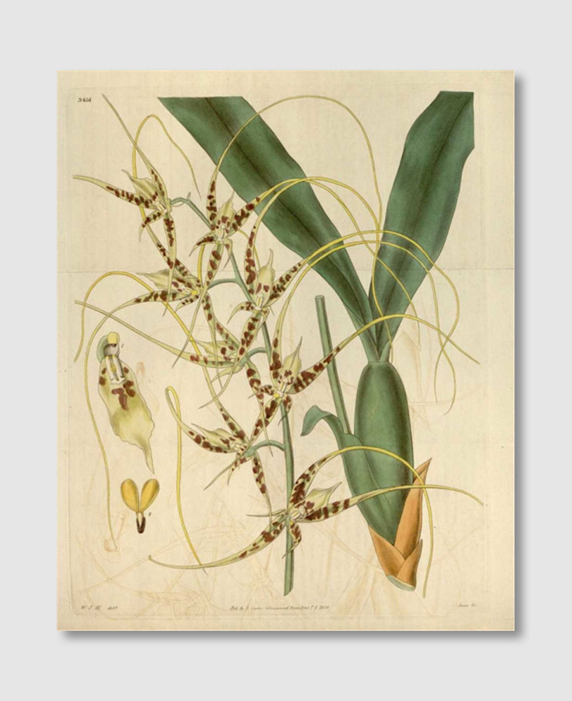 Thumbnail: Orchid, Brassia Caudata (F)