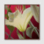 Thumbnail: Lily Red (A)