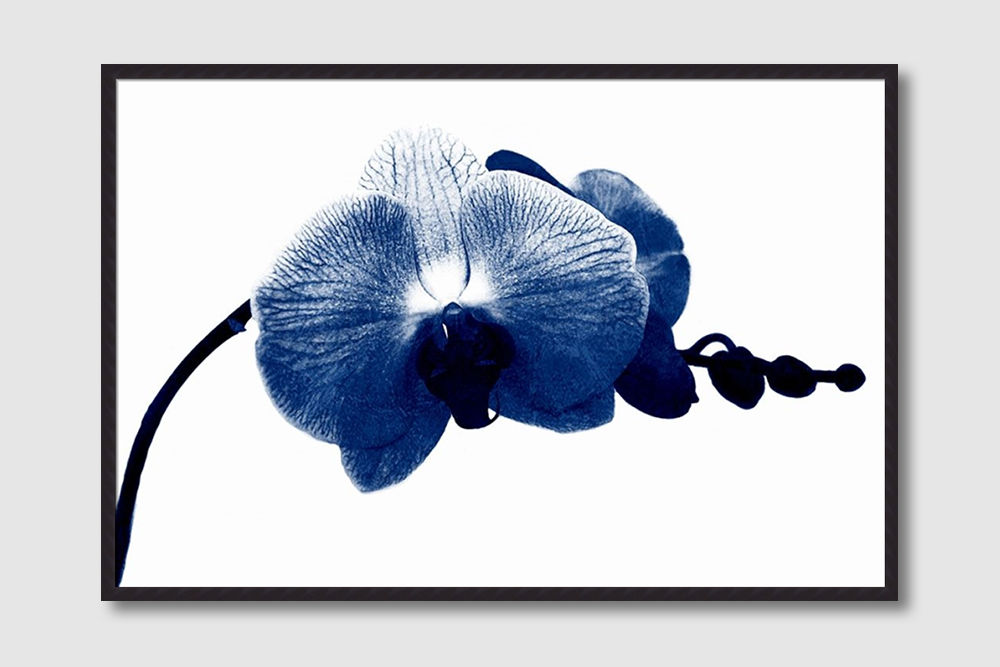 Super Blue Orchid (D)