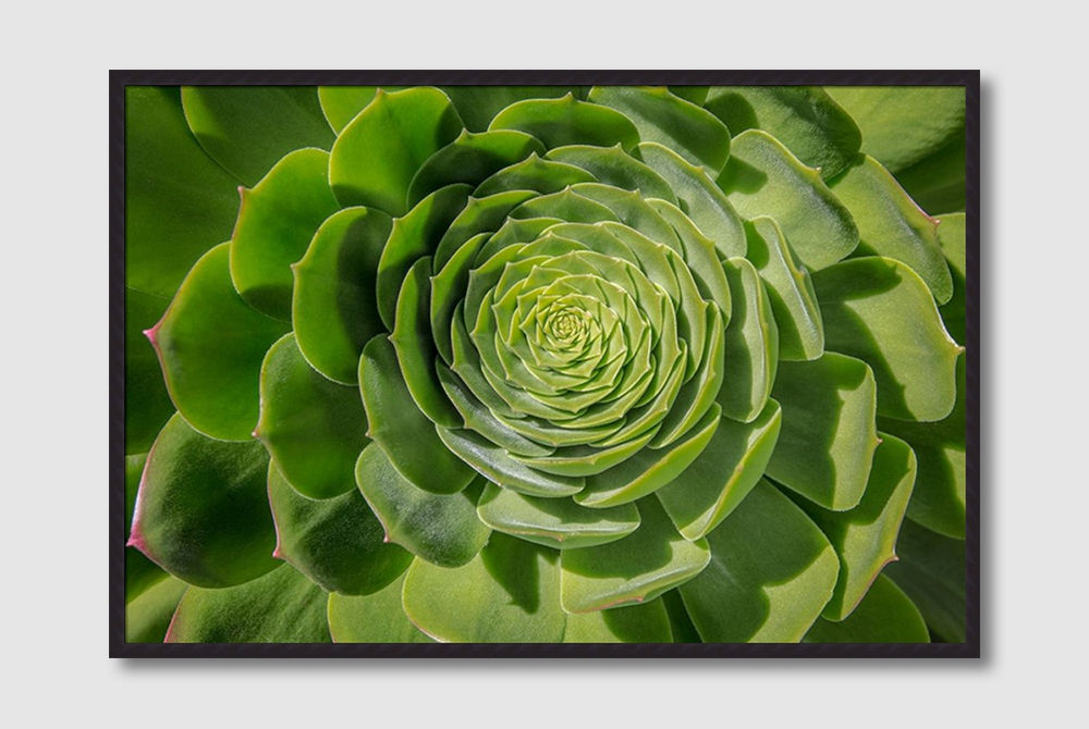Green Succulent Spiral (D)