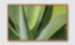 ภาพขนาดย่อ: Aloe I (G)