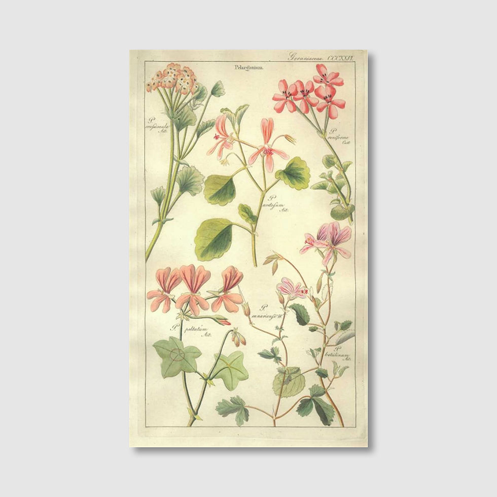 Thumbnail: Geraniums (G)