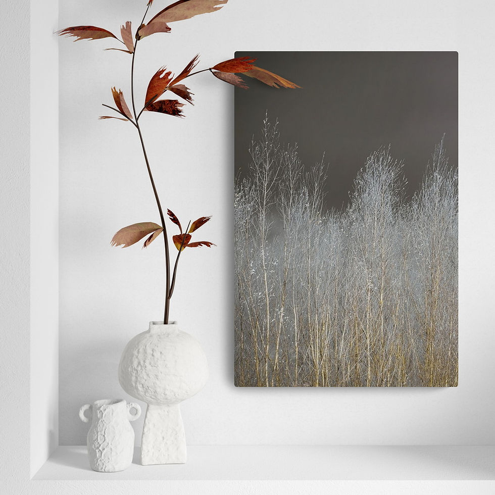 ภาพขนาดย่อ: Silver Forest I (D)