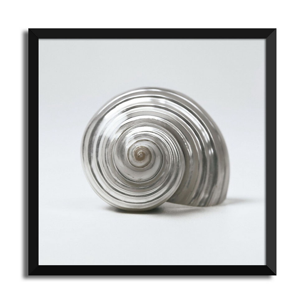 ภาพขนาดย่อ: Sea Shells Set 4 pcs
