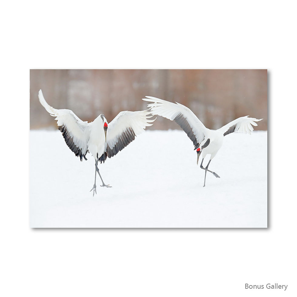 Thumbnail: Dancing Crane Lovers on Snow (D)