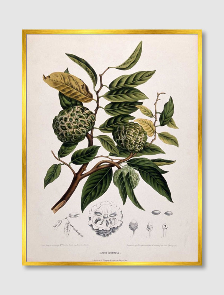 ภาพขนาดย่อ: Custard Apple (E)