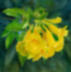 ภาพขนาดย่อ: Beauty of Nature No.114 (A)