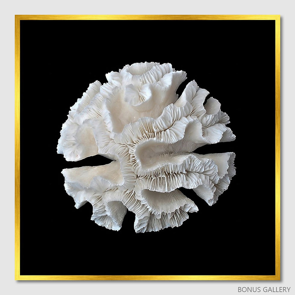 Thumbnail: White Coral I  (A)