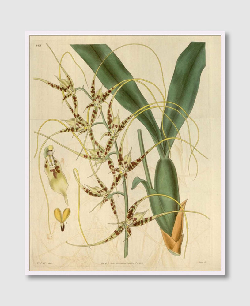ภาพขนาดย่อ: Orchid, Brassia Caudata (F)