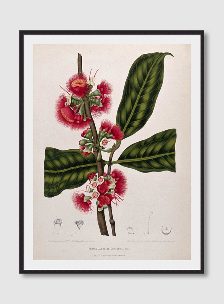 ภาพขนาดย่อ: Rose Apple flowering (E)