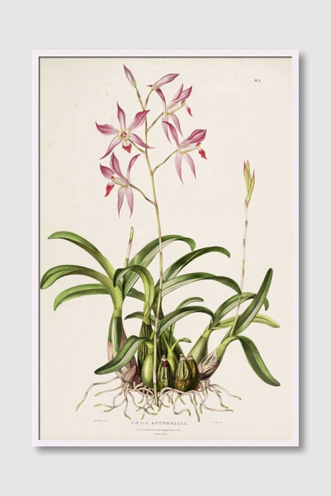 ภาพขนาดย่อ: Orchid, Laela Autumnalis (D)