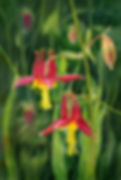 Thumbnail: Beauty of Nature No. 142 (D)