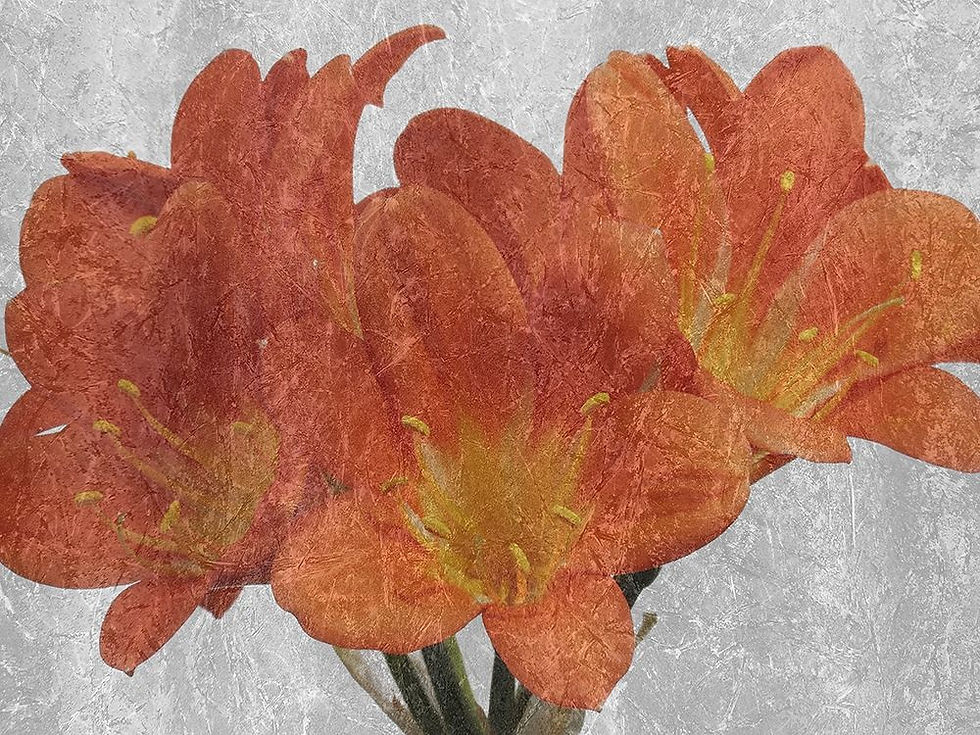 Thumbnail: Oranger In The Garden (E)