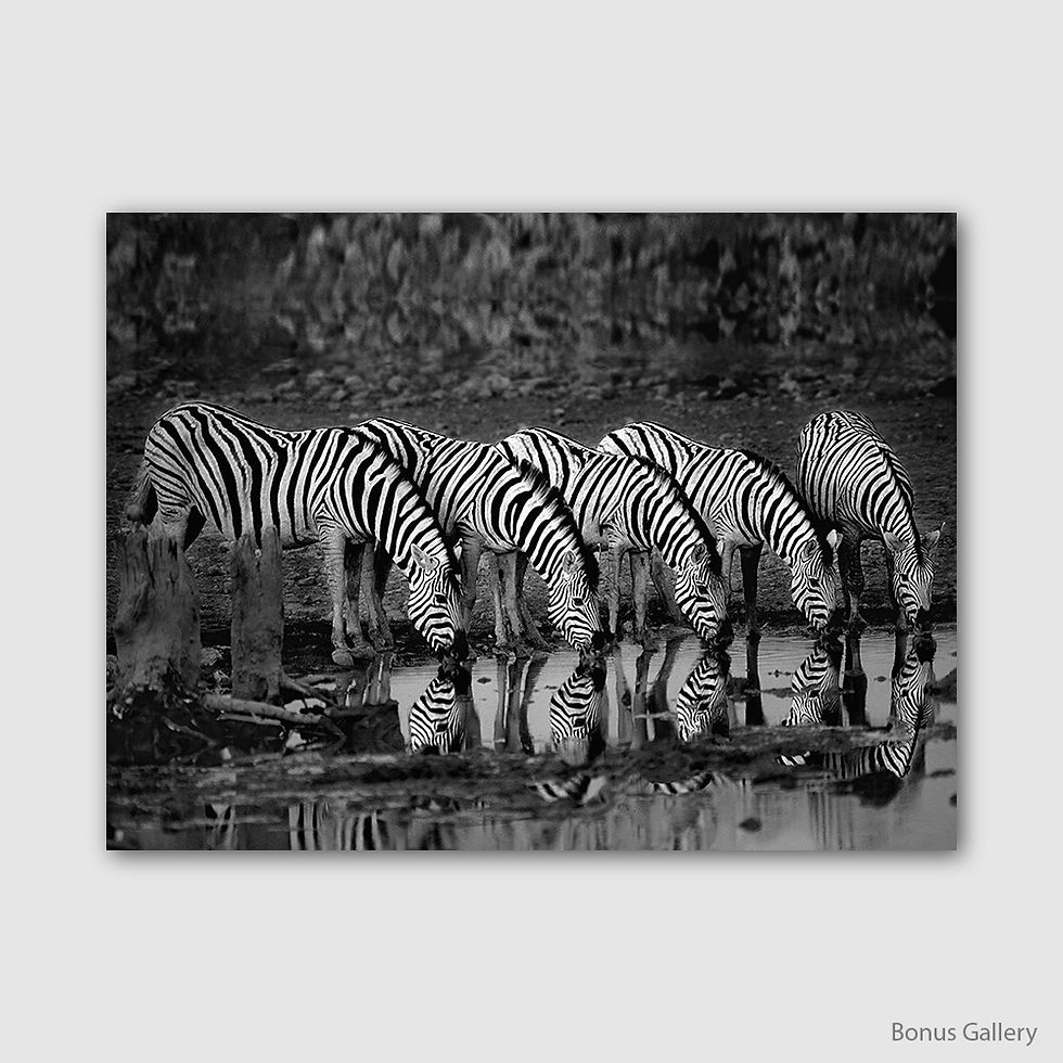 Thumbnail: Zebras Reflection (E)
