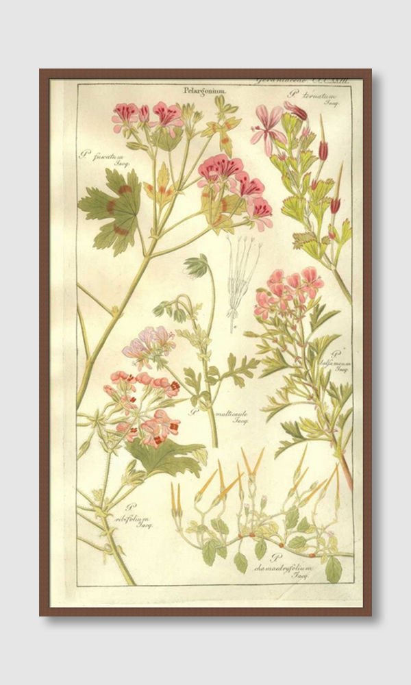 Thumbnail: Geraniums (G)