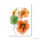 ภาพขนาดย่อ: Beautiful orange nasturtium flower?